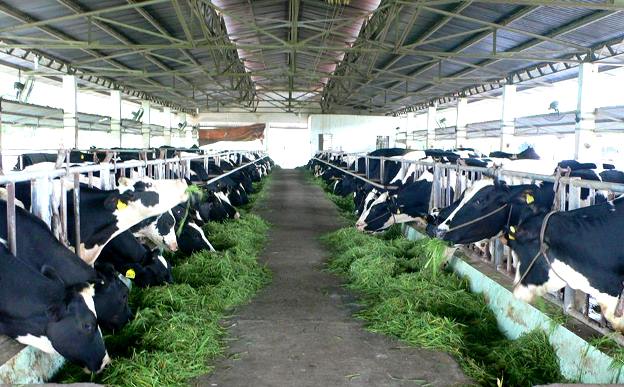 Kỹ thuật nuôi bò sữa, cách phối giống và chăm sóc bò sữa tốt nhất